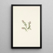 Mountain Cranberry Flower Painting Vaccinium vitis-idaea minor - Mary Vaux Walcott — framed artwork on a wall