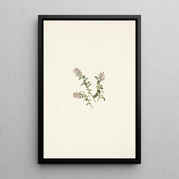 Mountain Cranberry Flower Painting Vaccinium vitis-idaea minor - Mary Vaux Walcott — framed artwork on a wall