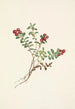 Mountain Cranberry Fruit Painting Vaccinium vitis-idaea minus - Mary Vaux Walcott — artwork view