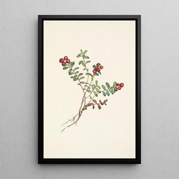 Mountain Cranberry Fruit Painting Vaccinium vitis-idaea minus - Mary Vaux Walcott — framed artwork on a wall