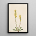 Verge d'or des montagnes Solidago oreophila - Mary Vaux Walcott — framed artwork on a wall