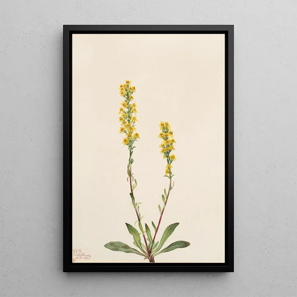 Verge d'or des montagnes Solidago oreophila - Mary Vaux Walcott — framed artwork on a wall