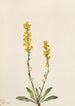 Verge d'or des montagnes Solidago oreophila - Mary Vaux Walcott — artwork view