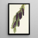 Pruche des montagnes Psuga mertensiana - Mary Vaux Walcott — framed artwork on a wall