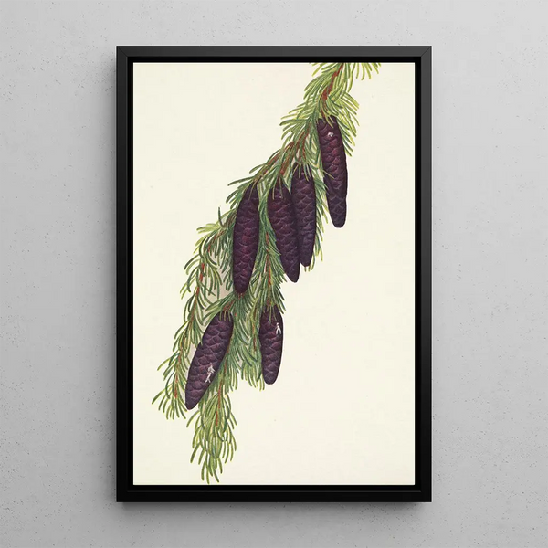 Pruche des montagnes Psuga mertensiana - Mary Vaux Walcott — framed artwork on a wall