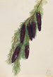 Mountain Hemlock Painting Tsuga mertensiana - Mary Vaux Walcott — artwork view