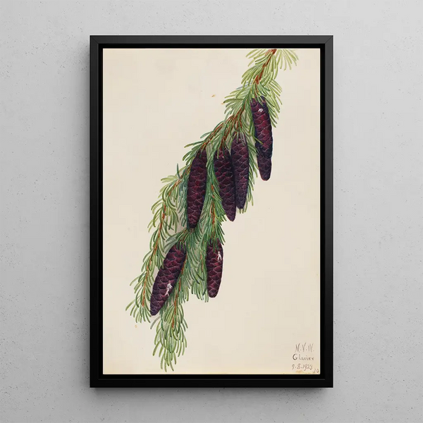 Mountain Hemlock Painting Tsuga mertensiana - Mary Vaux Walcott — framed artwork on a wall