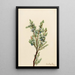 Mountain Juniper Painting - Mary Vaux Walcott — framed artwork on a wall