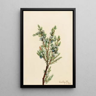 Mary Vaux Walcott - Mountain Juniper Juniperus sibirica.webp