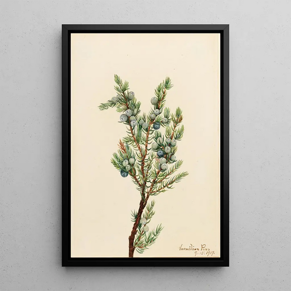 Mountain Juniper Painting - Mary Vaux Walcott — framed artwork on a wall