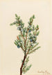 Mountain Juniper Painting - Mary Vaux Walcott — artwork view