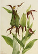 Sabot de Vénus des montagnes Cypripedium montanum - Mary Vaux Walcott — artwork view