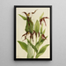 Sabot de Vénus des montagnes Cypripedium montanum - Mary Vaux Walcott — framed artwork on a wall