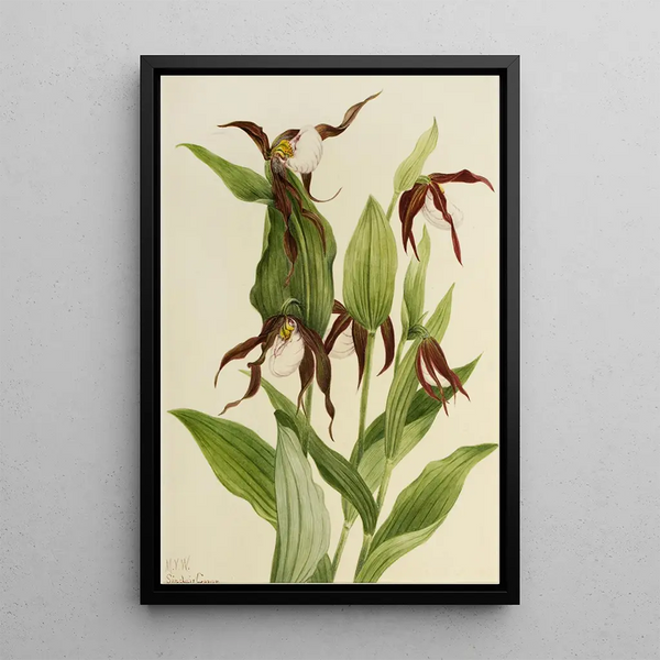 Sabot de Vénus des montagnes Cypripedium montanum - Mary Vaux Walcott — framed artwork on a wall