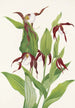 Cypripedium montanum Venus's slipper from the mountains - Mary Vaux Walcott — artwork view