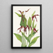 Cypripedium montanum Venus's slipper from the mountains - Mary Vaux Walcott — framed artwork on a wall
