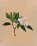Laurier des montagnes Kalmia latifolia - Mary Vaux Walcott — artwork view