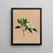 Laurier des montagnes Kalmia latifolia - Mary Vaux Walcott — framed artwork on a wall