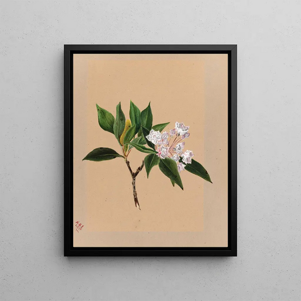 Laurier des montagnes Kalmia latifolia - Mary Vaux Walcott — framed artwork on a wall