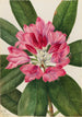 Rhododendron des montagnes Rhododendron catawbiense - Mary Vaux Walcott — artwork view