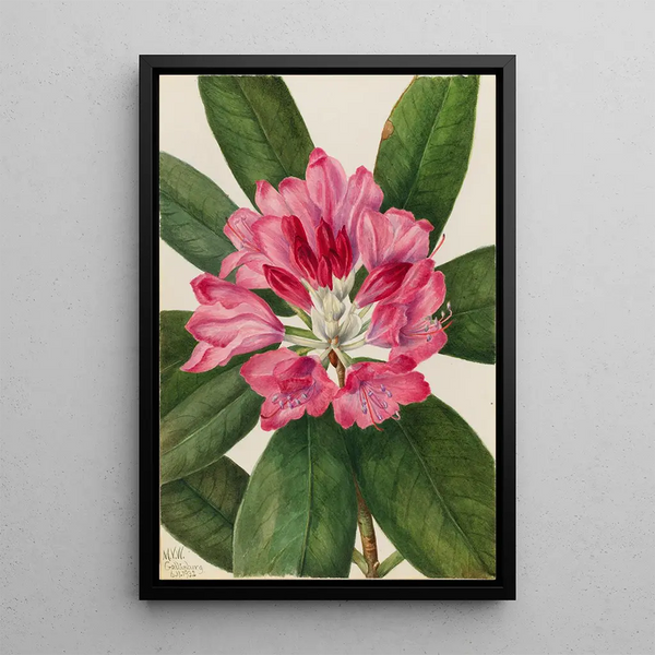 Rhododendron des montagnes Rhododendron catawbiense - Mary Vaux Walcott — framed artwork on a wall
