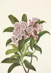 Laurier des montagnes Kalmia latifolia - Mary Vaux Walcott — artwork view