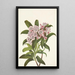 Laurier des montagnes Kalmia latifolia - Mary Vaux Walcott — framed artwork on a wall