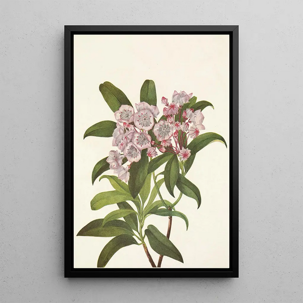 Laurier des montagnes Kalmia latifolia - Mary Vaux Walcott — framed artwork on a wall