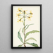 Senecio lugubre Senecio lugens - Mary Vaux Walcott — framed artwork on a wall