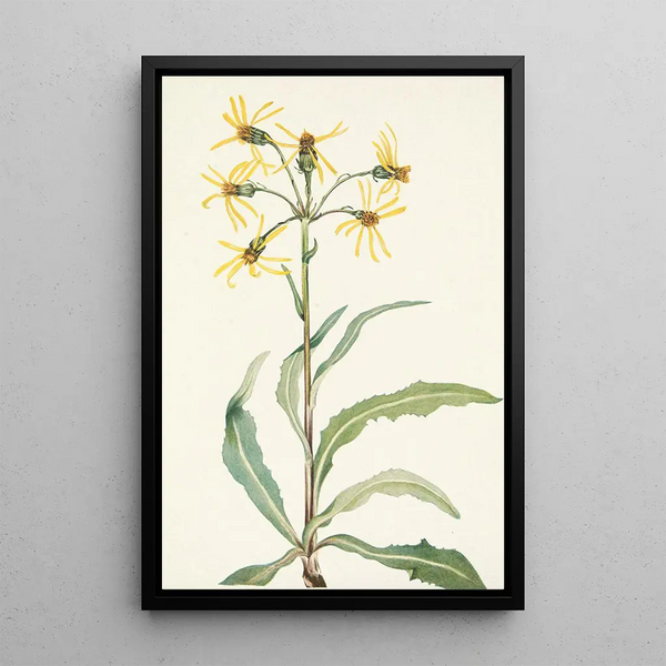 Senecio lugubre Senecio lugens - Mary Vaux Walcott — framed artwork on a wall