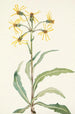 Senecio lugubre Senecio lugens - Mary Vaux Walcott — artwork view