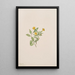 Fleur de musc Mimulus moschatus - Mary Vaux Walcott — framed artwork on a wall