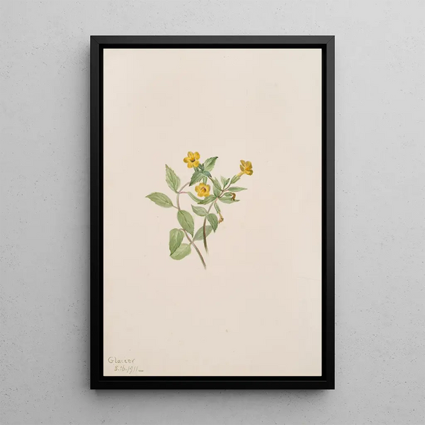 Fleur de musc Mimulus moschatus - Mary Vaux Walcott — framed artwork on a wall