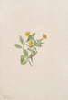 Fleur de musc Mimulus moschatus - Mary Vaux Walcott — artwork view