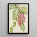 Robinier du Nouveau-Mexique Robinia neomexicana - Mary Vaux Walcott — framed artwork on a wall