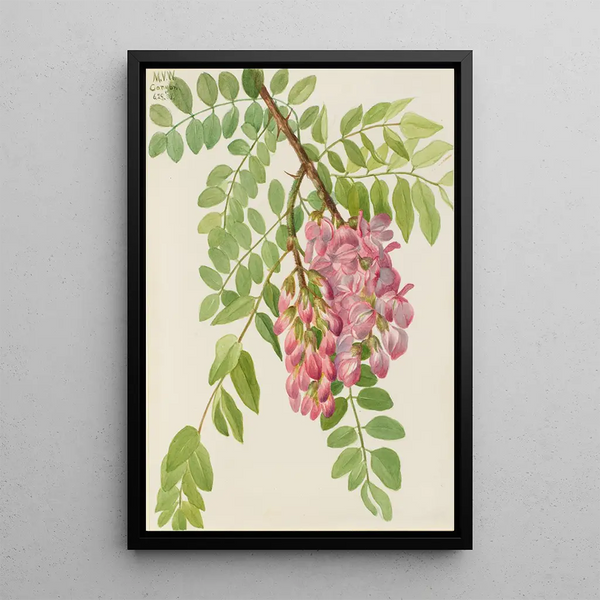 Robinier du Nouveau-Mexique Robinia neomexicana - Mary Vaux Walcott — framed artwork on a wall