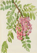 Robinier du Nouveau-Mexique Robinia neomexicana - Mary Vaux Walcott — artwork view