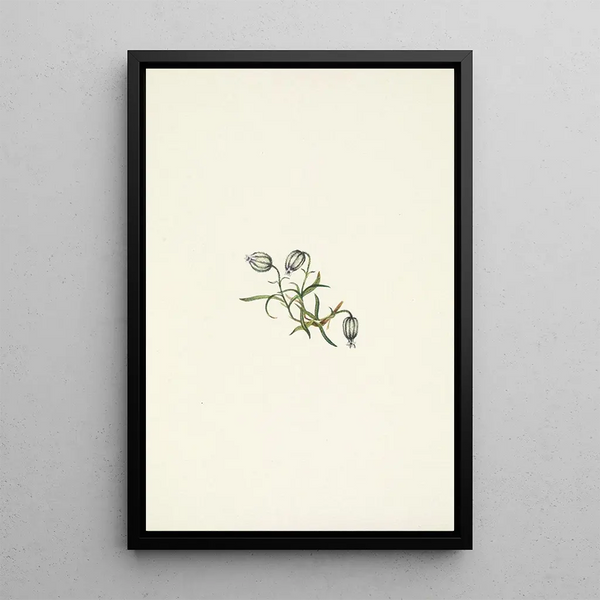 Companion leaning Lychnis apetala - Mary Vaux Walcott — framed artwork on a wall
