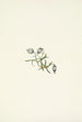 Companion leaning Lychnis apetala - Mary Vaux Walcott — artwork view