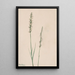 Spiranthe penchée Ibidium cernum - Mary Vaux Walcott — framed artwork on a wall