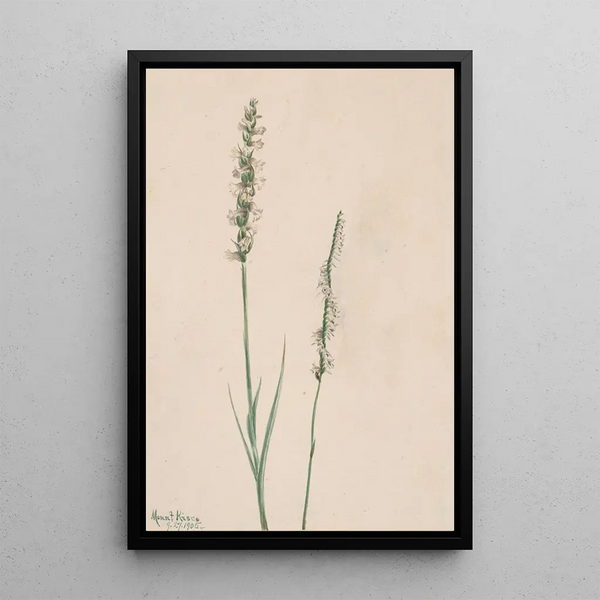 Spiranthe penchée Ibidium cernum - Mary Vaux Walcott — framed artwork on a wall