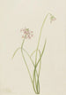 Onion leaning Allium cernuum - Mary Vaux Walcott — artwork view