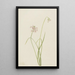 Onion leaning Allium cernuum - Mary Vaux Walcott — framed artwork on a wall