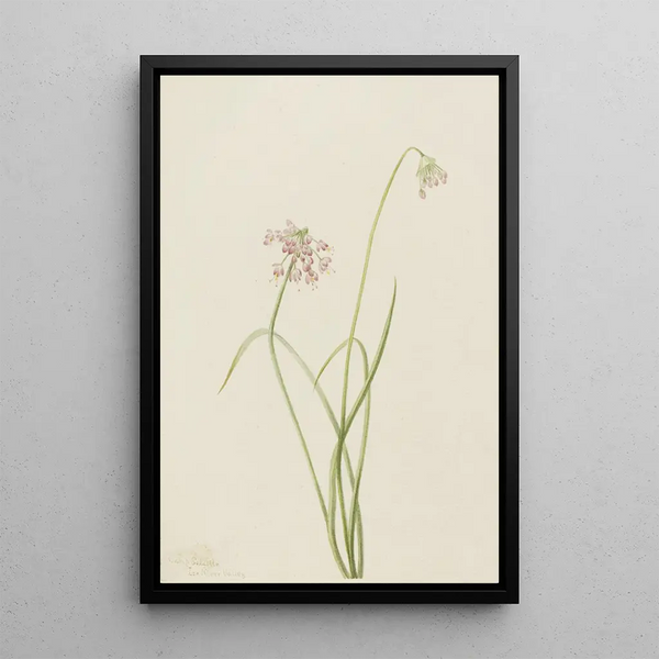 Onion leaning Allium cernuum - Mary Vaux Walcott — framed artwork on a wall