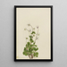Anémone du Nord Anemone parviflora - Mary Vaux Walcott — framed artwork on a wall