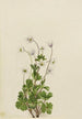 Anémone du Nord Anemone parviflora - Mary Vaux Walcott — artwork view