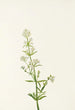 Gaillet du Nord Galium boreale - Mary Vaux Walcott — artwork view