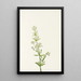 Gaillet du Nord Galium boreale - Mary Vaux Walcott — framed artwork on a wall