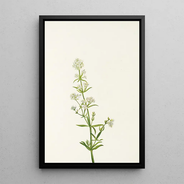 Gaillet du Nord Galium boreale - Mary Vaux Walcott — framed artwork on a wall