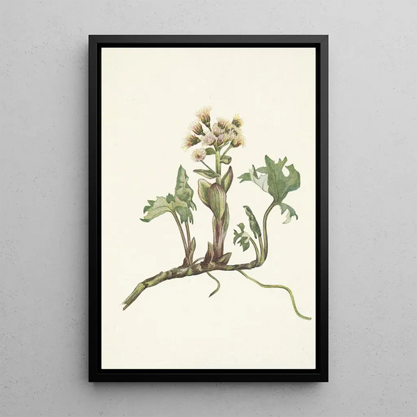 Pétasite du Nord Petasites hyperboreus - Mary Vaux Walcott — framed artwork on a wall